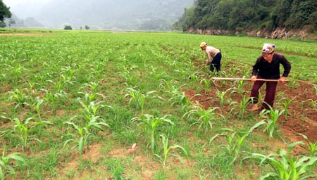 Quản Bạ Trồng gừng trâu ruột vàng đạt hiệu quả kinh tế cao