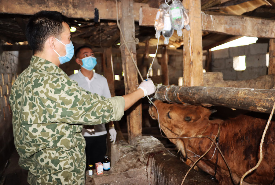 Cán bộ thú y huyện Mèo Vạc chữa trị cho những con bò mắc bệnh VDNC trên địa bàn thị trấn Mèo Vạc.