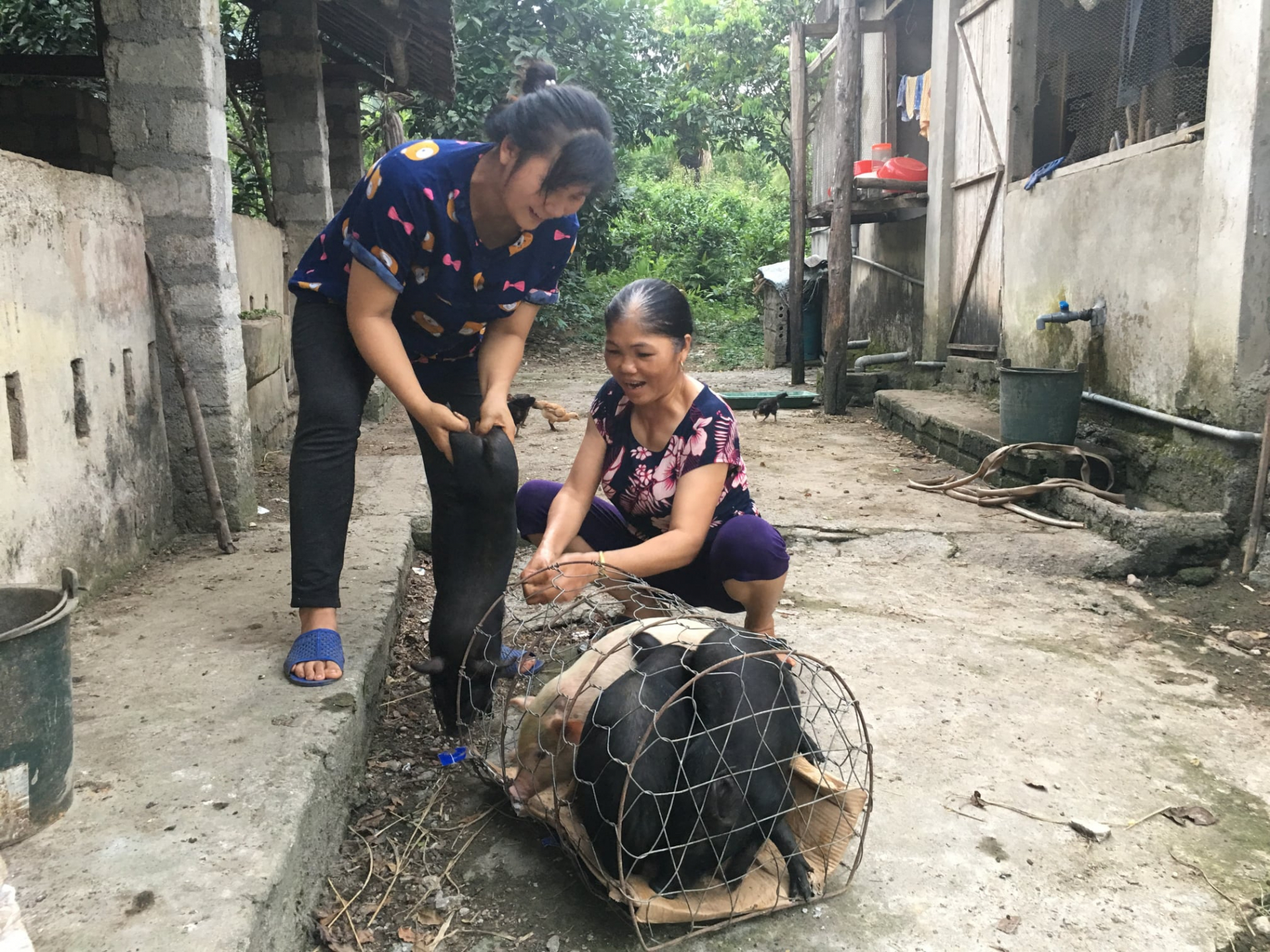 Phụ nữ xã Việt Lâm luân chuyển lợn cho hội viên phát triển kinh tế từ mô hình nuôi lợn nái luân chuyển.                                                   	  Ảnh: CTV