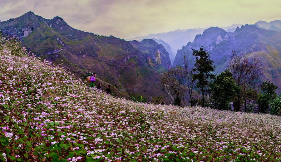 Trồng hoa Tam giác mạch để phục vụ phát triển du lịch - Hướng đi mới của Hà Giang trong những năm gần đây.