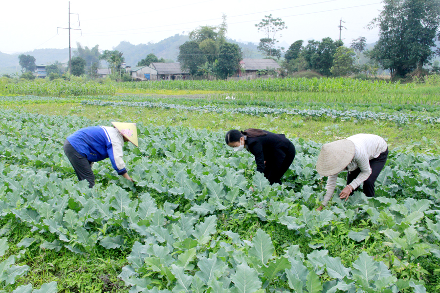 Người dân xã Đạo Đức (Vị Xuyên) trồng cây vụ Đông cho thu nhập cao.